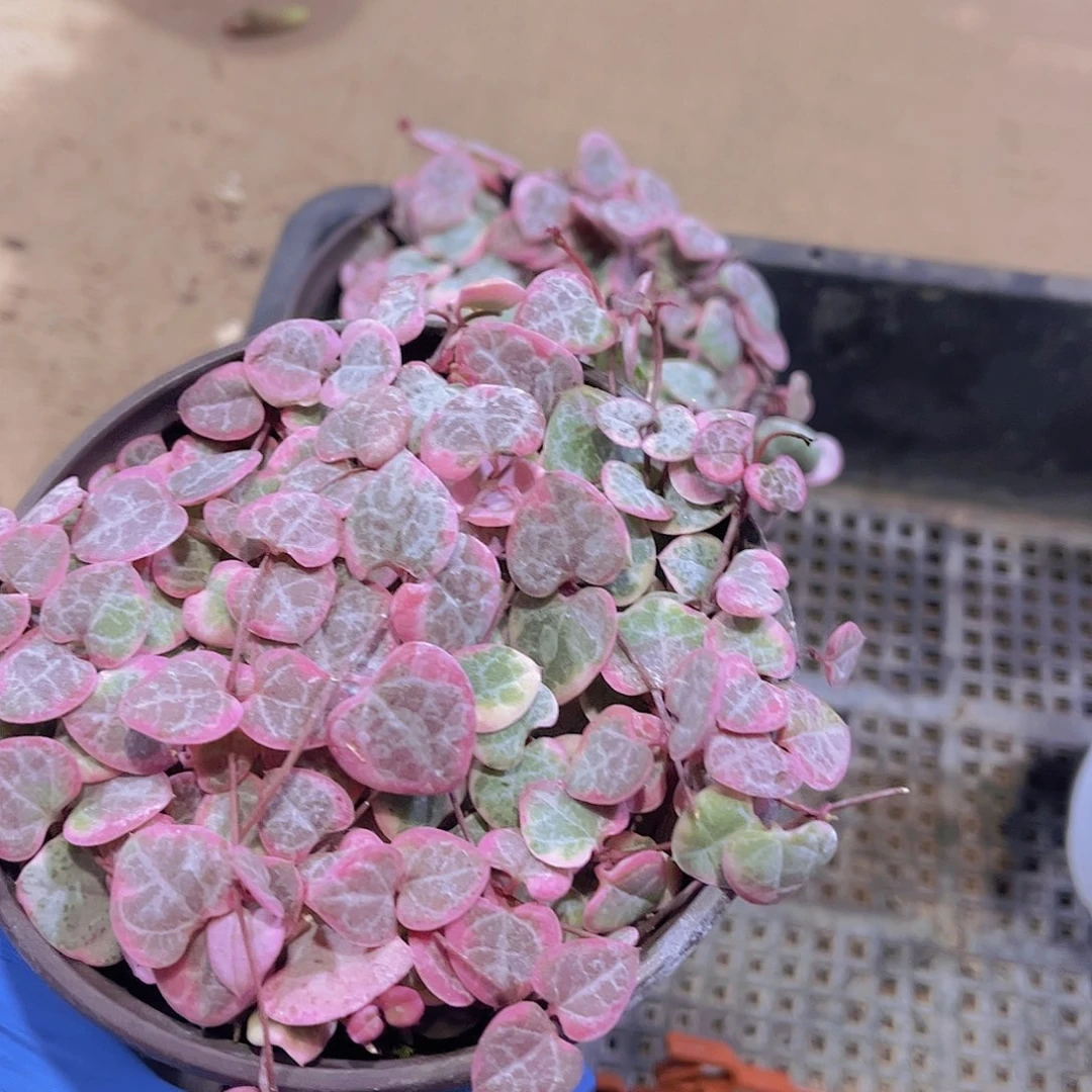 薄***力爱之蔓多肉植物