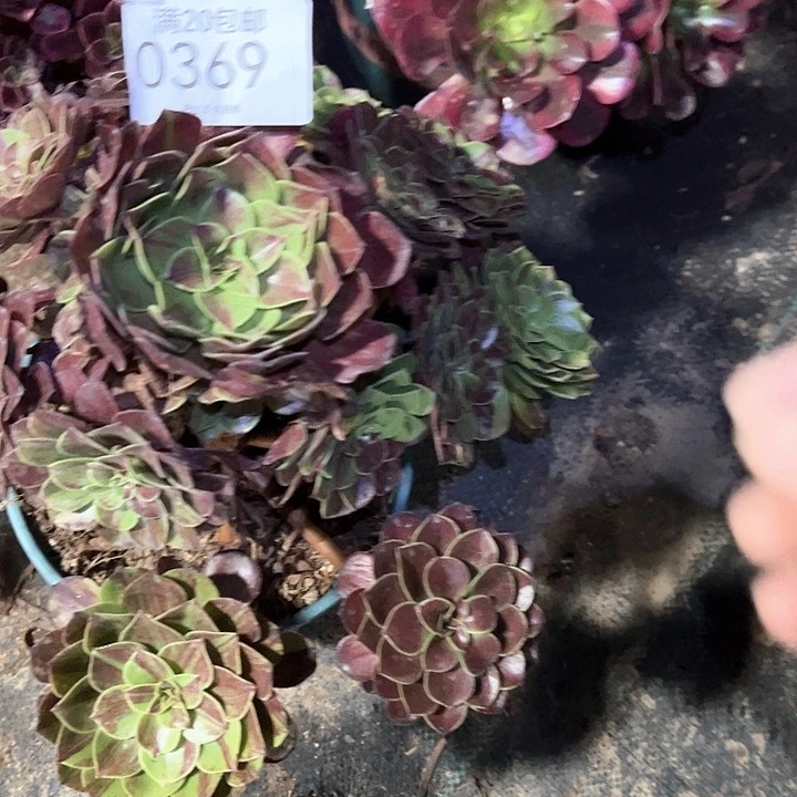 0368花月夜多肉植物