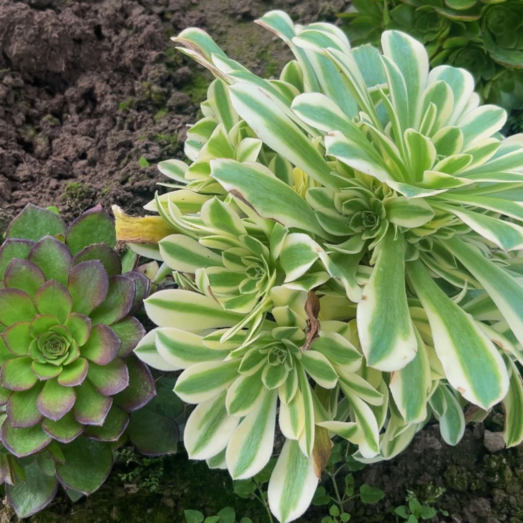 绿豆沙多肉植物捧花的