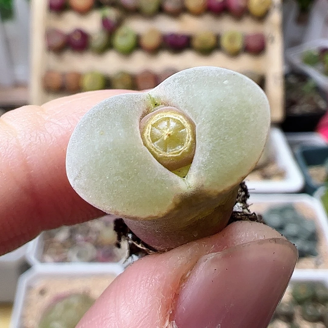 粉红女郎风铃玉一颗包邮