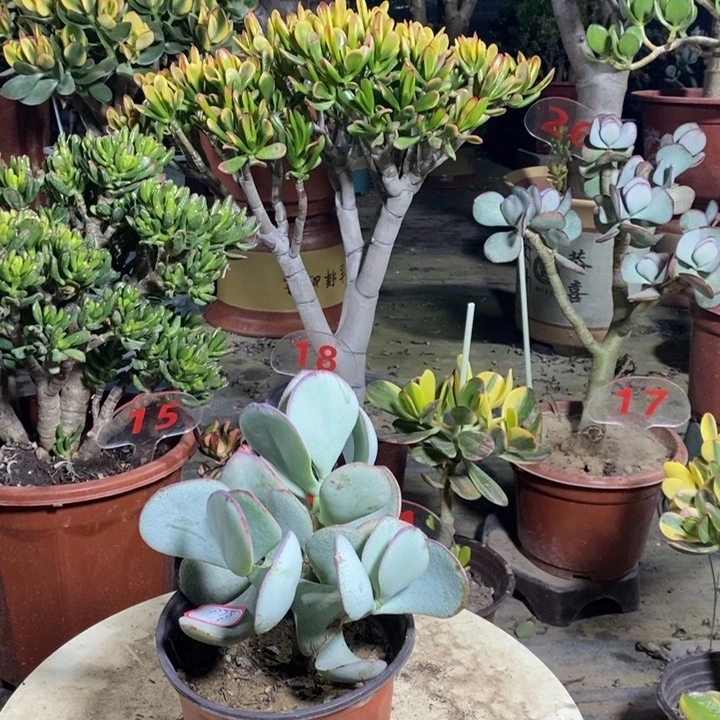 轮回花月一物一拍