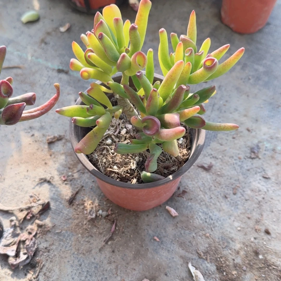 无花朵120吸财树老桩
