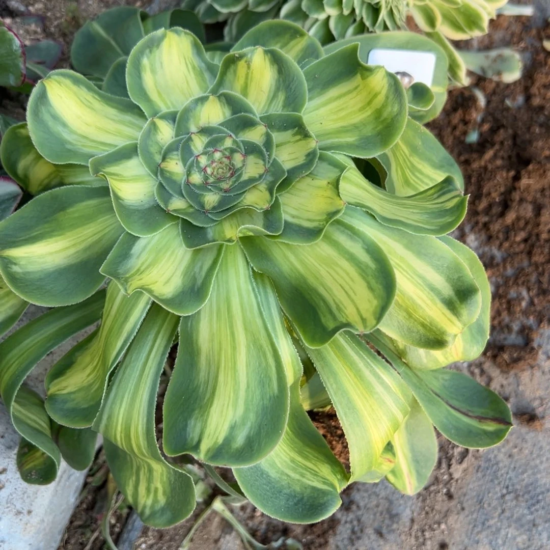 202暴君多肉植物山东发