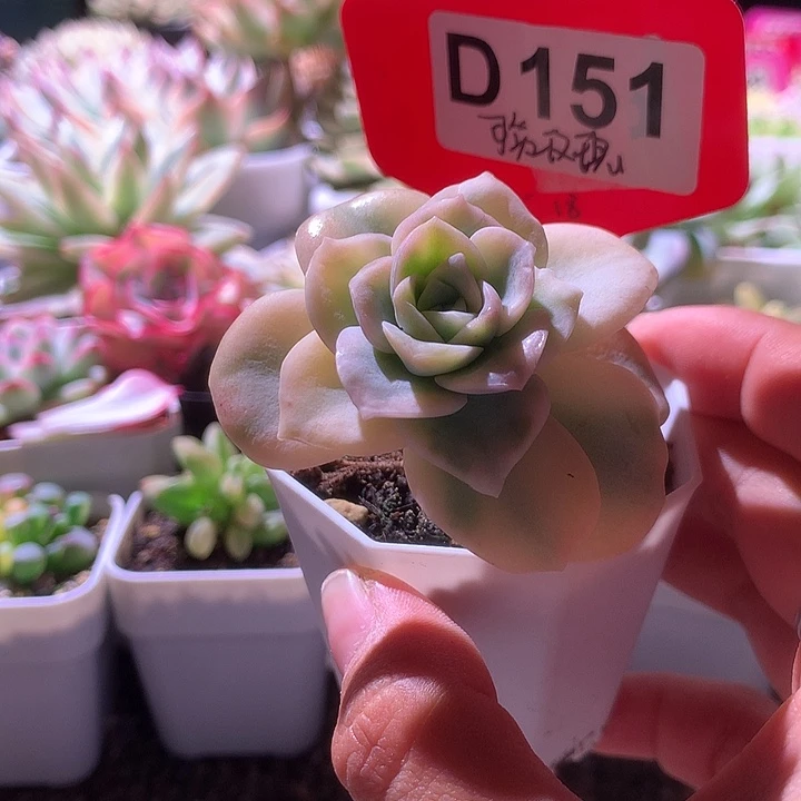 可爱玫瑰覆轮锦有根