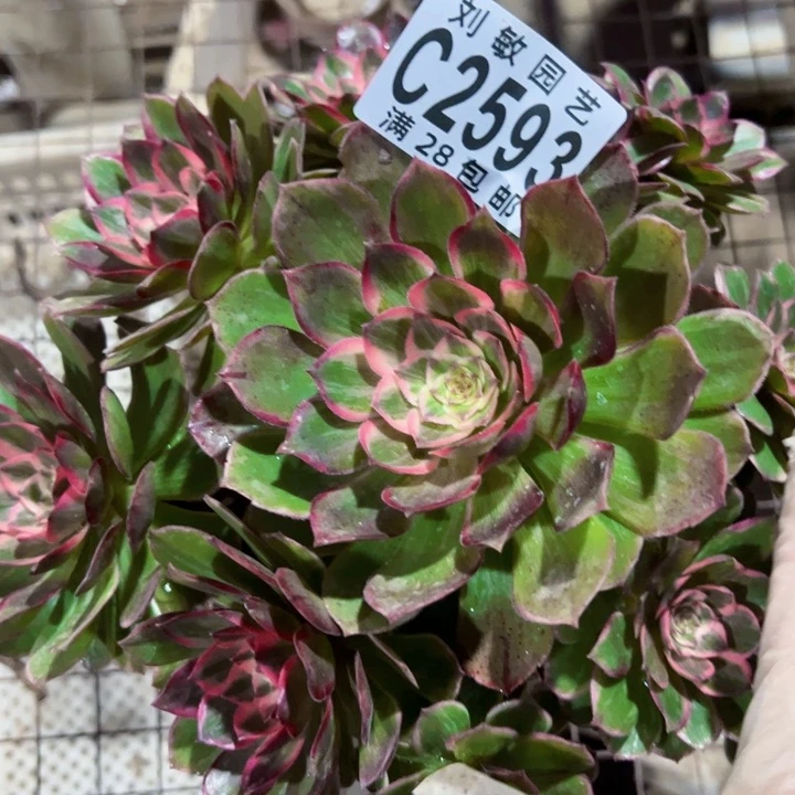 颜*莲花座多肉植物法师2593