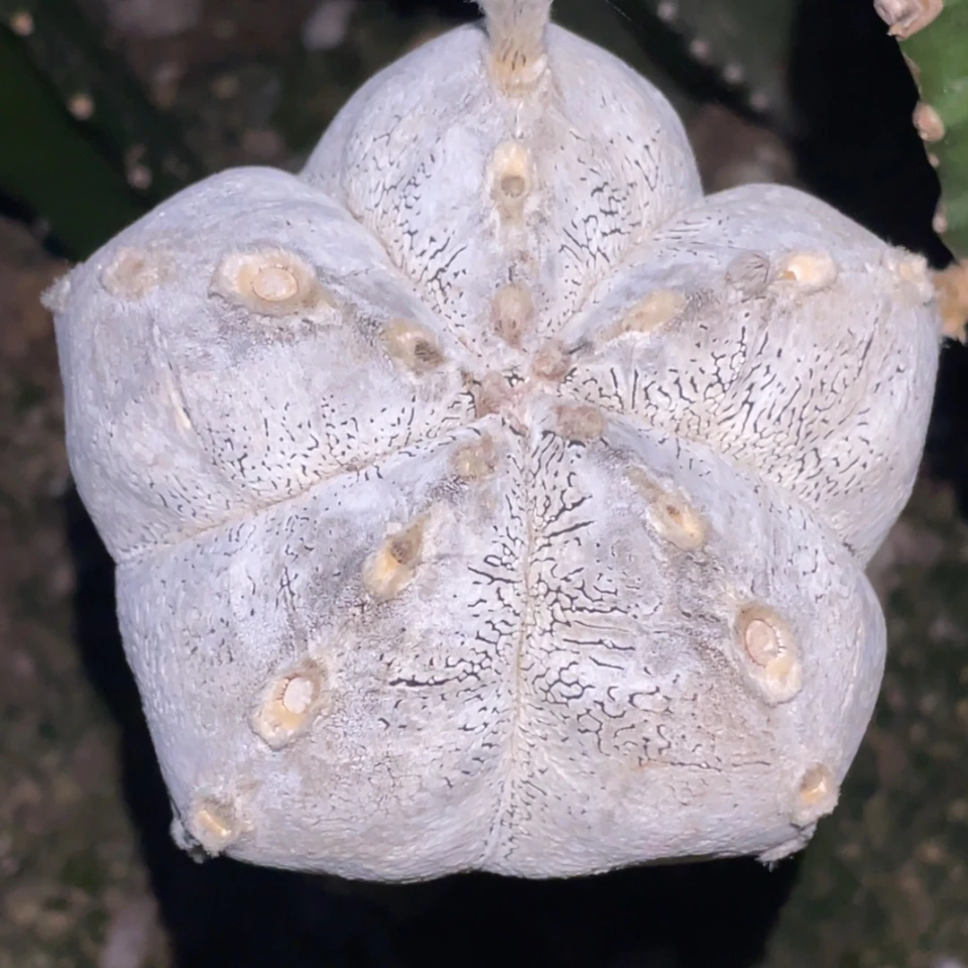 全部花朵厚绒 蒽塚鸾凤玉 9厘米
