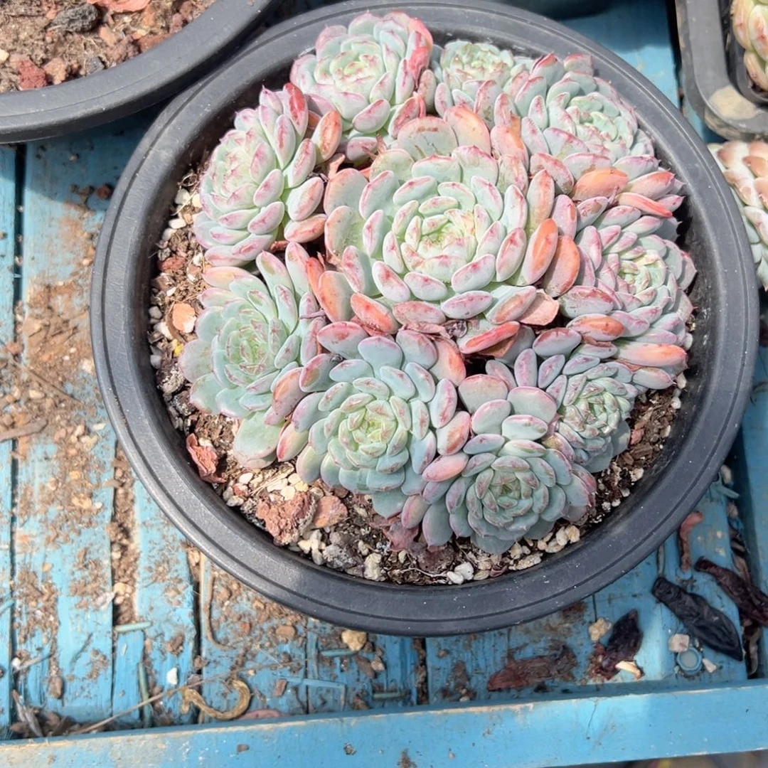 精品多肉植物老桩