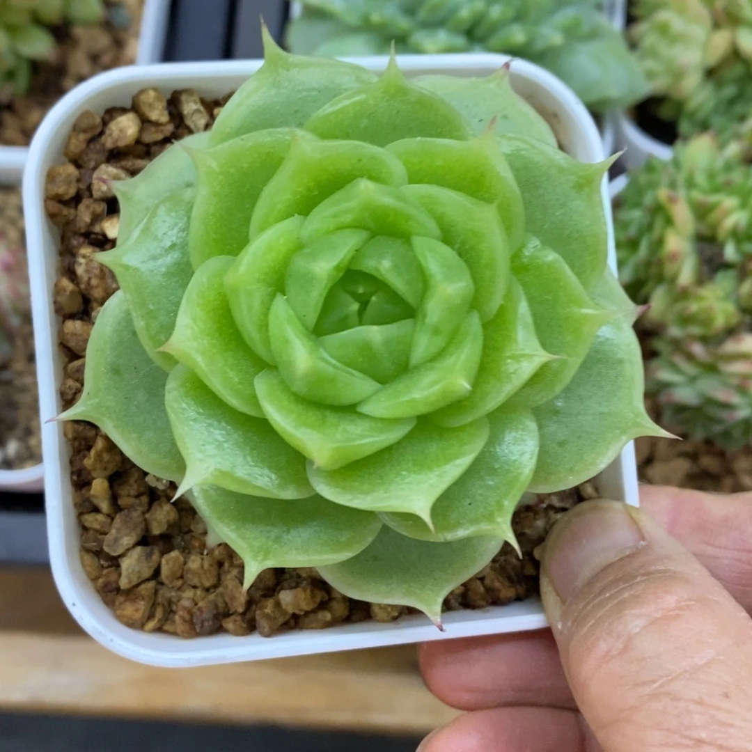 精品多肉一物一拍不包整97