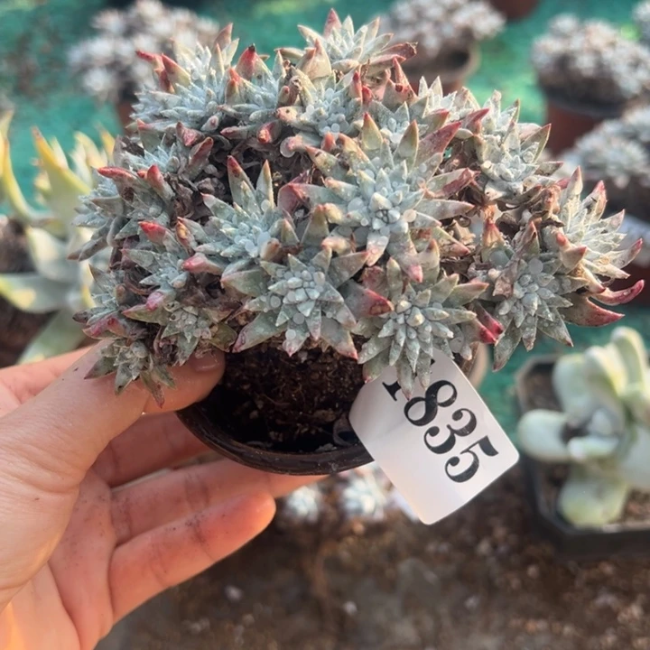 835号白菊有干疤多肉