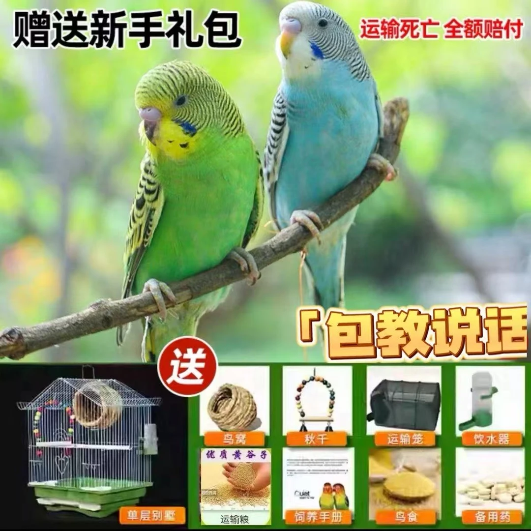 特色小头虎皮鹦鹉活鸟会互动会说话的宠物鸟活物活体包运输