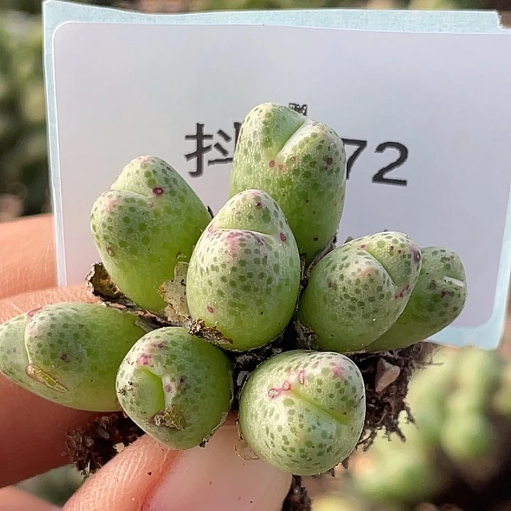 3-72草莓斑马肉锥