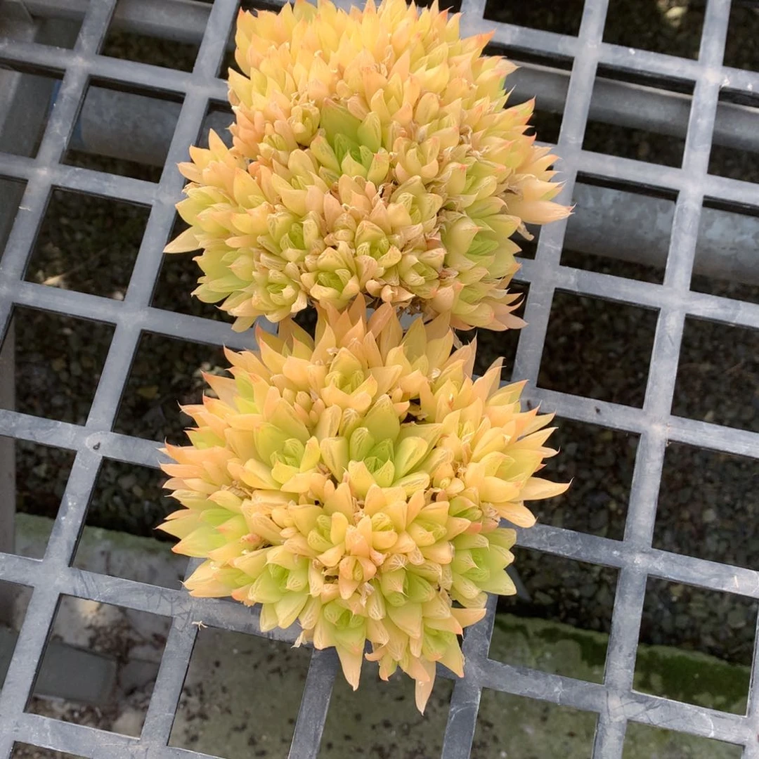 意*～黄金凝脂菊（意昂