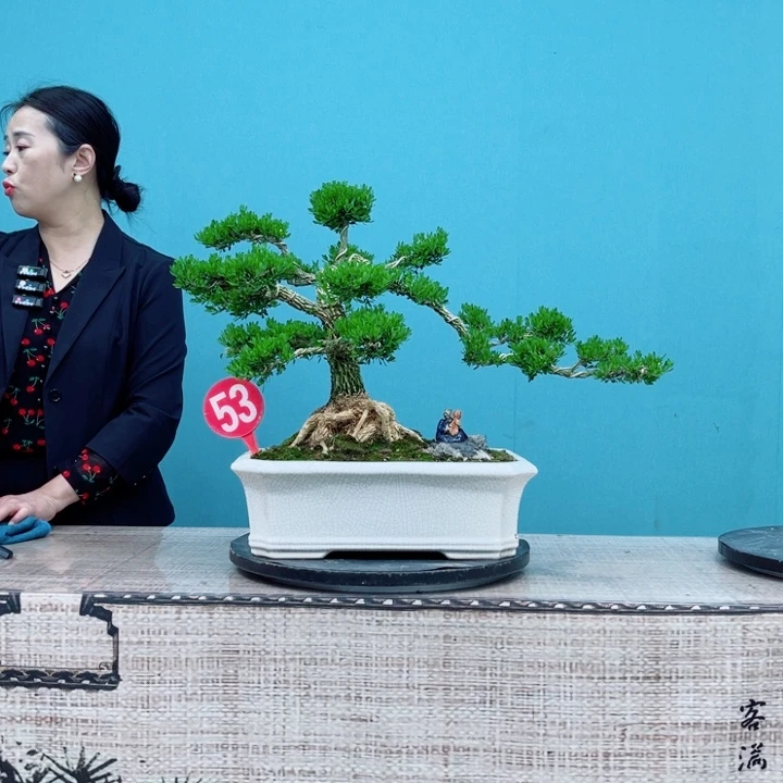 无花朵雀舌黄杨盆景