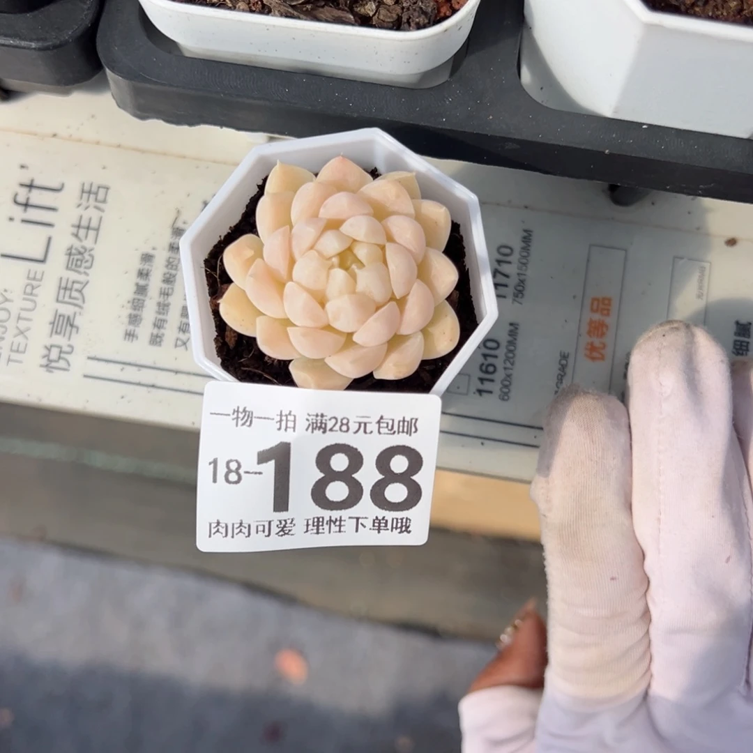 白梦单头多肉单头多肉