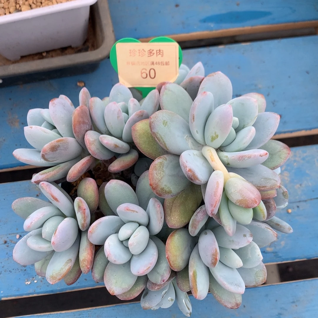 雪美人老桩无砍60