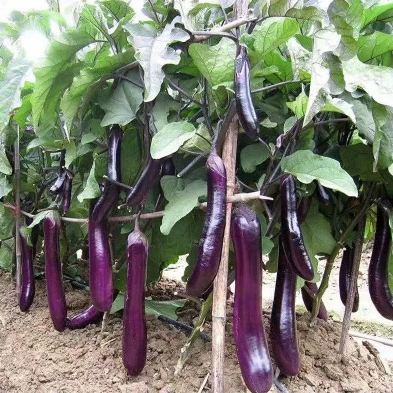 【甘支书】现摘紫色皮茄子新鲜茄子长茄子火锅茄子时令蔬菜农家种植