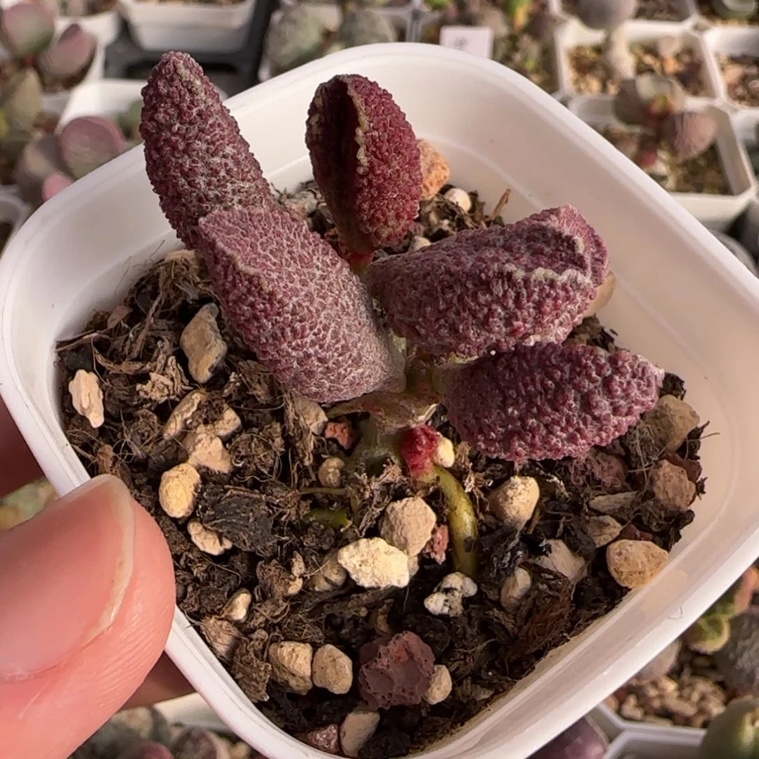 花猪肝水泡多肉植物