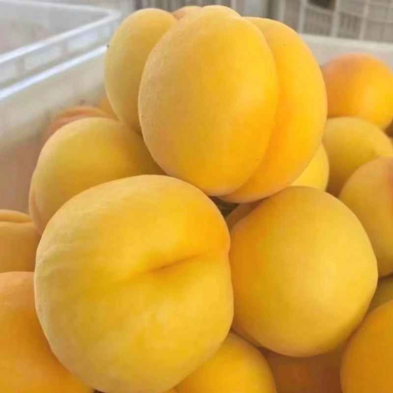 陕西套袋黄桃脆甜可口现摘现发