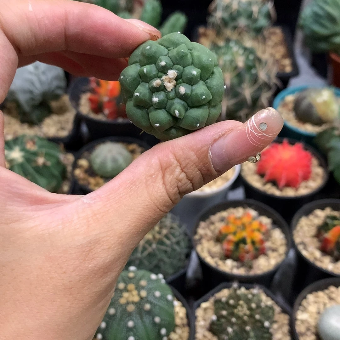 当前无花栽培后可以开花实生根角尤兜
