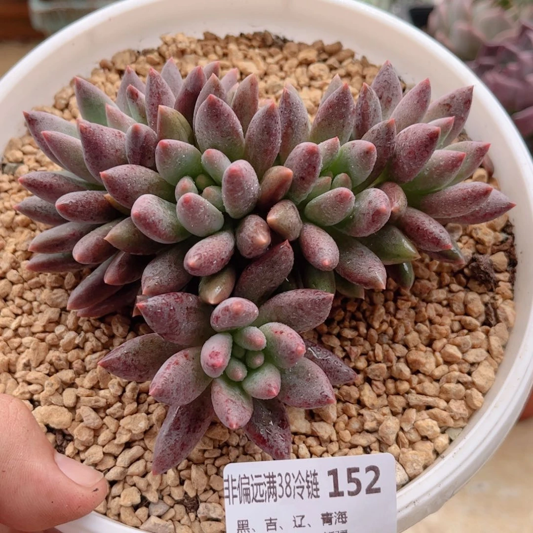 152红蜻蜓德华多肉