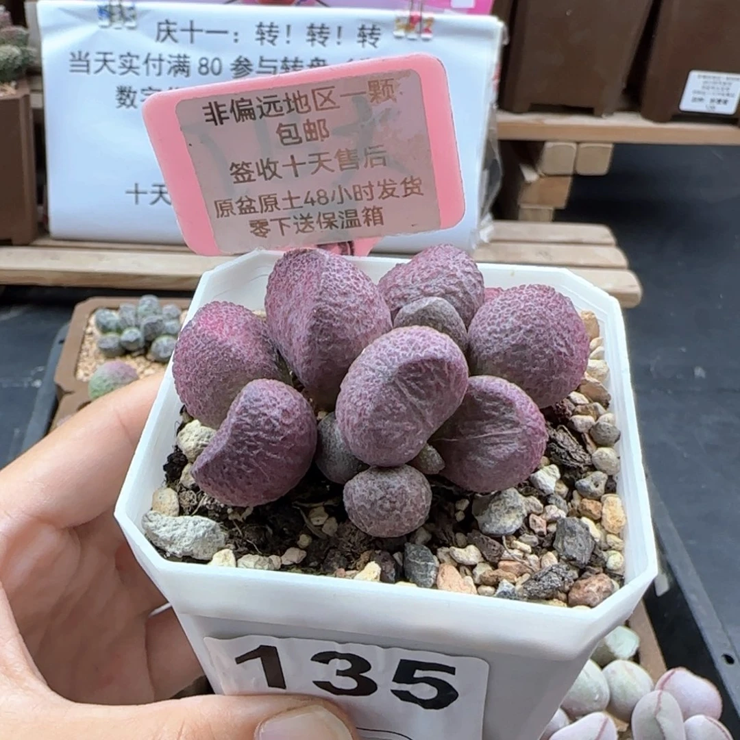 莹****球135红烧肉多肉植物