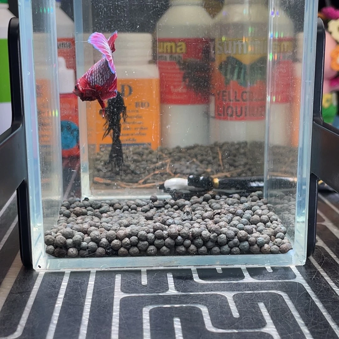 斗鱼49号126早豹子