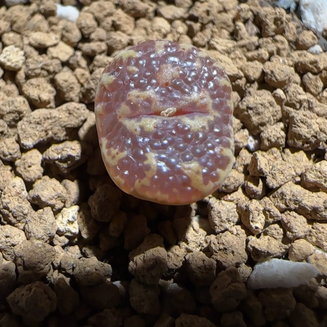 肉锥多肉植物组合-超级泡泡勋581