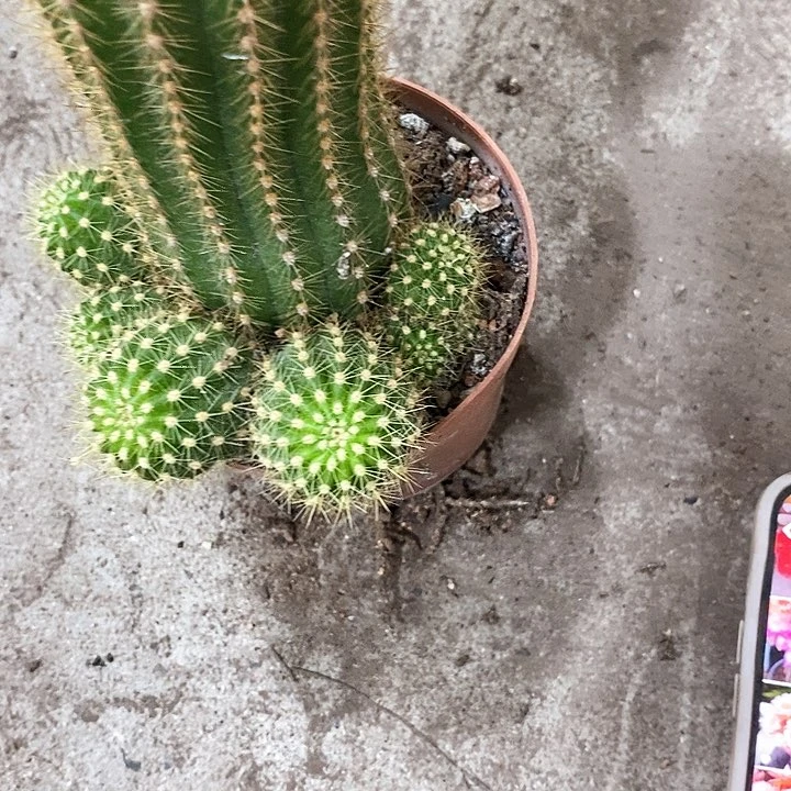 大飞碟毛花36799