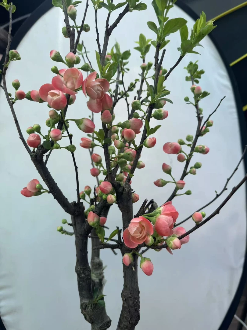 【香橙海棠】带香味浓香开花爆花机器海棠年宵盆景耐寒