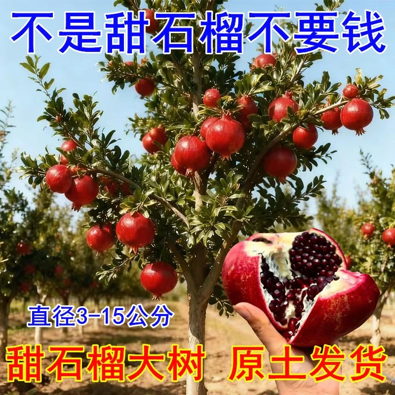 特大石榴树树苗突尼斯软籽地栽庭院果树黑子无籽甜石榴大树带土球