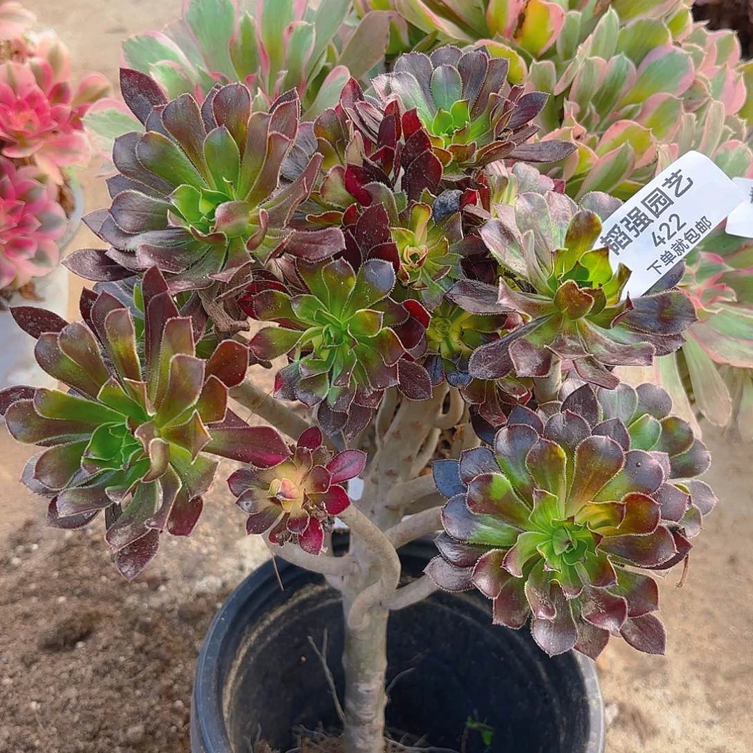 黑法师七彩多肉植物422