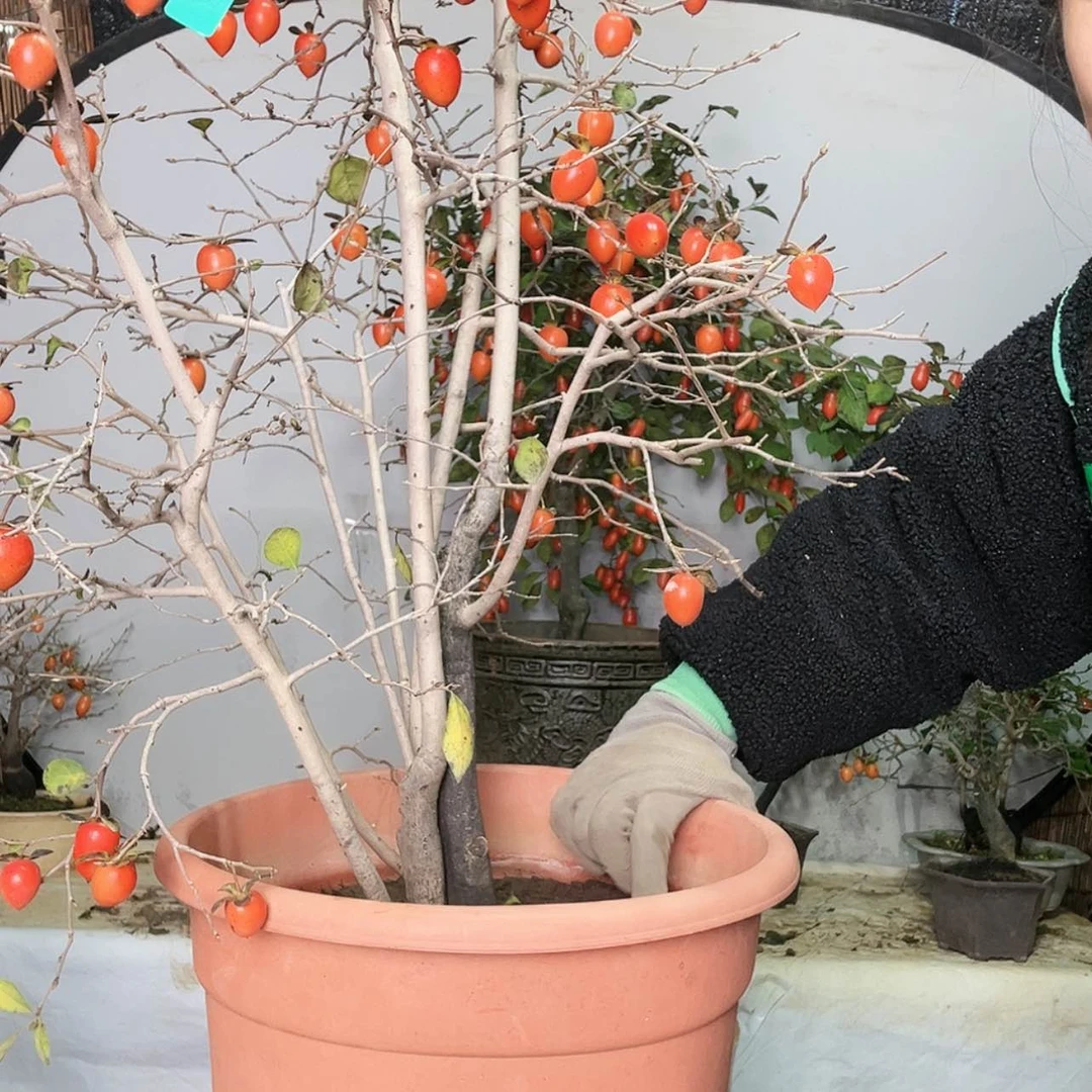 【闪购商品】无花朵