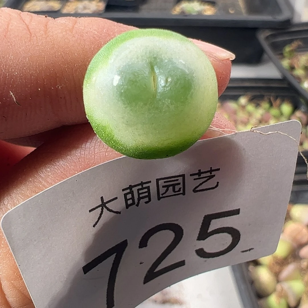 一物一拍脱土发。    725