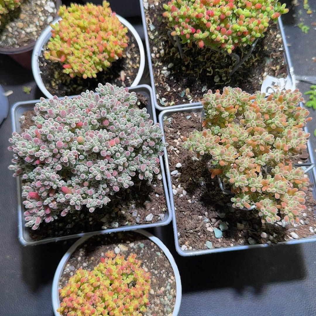 110，111，112，113，115