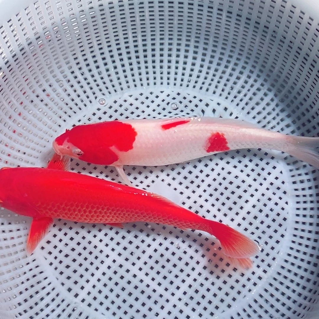 锦鲤锦鲤观赏鱼1111