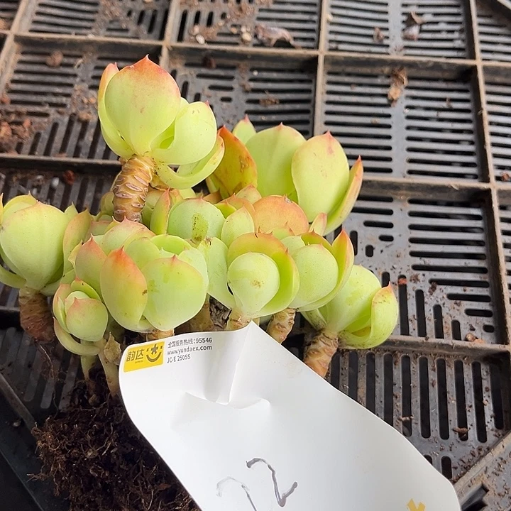 李***芳碧桃缀22号20.66多肉植物