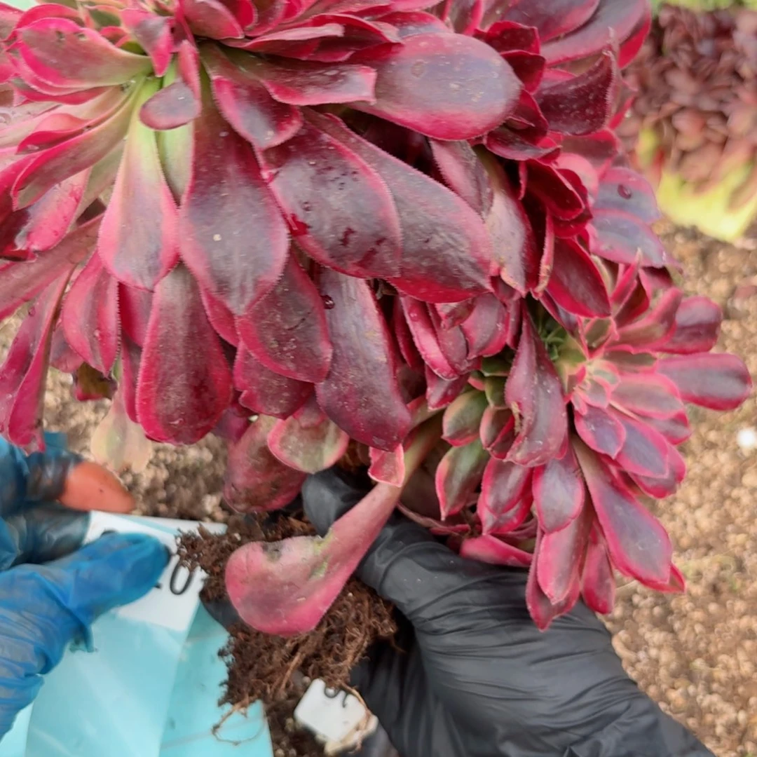 嗯8920 号多肉法师特价没有根