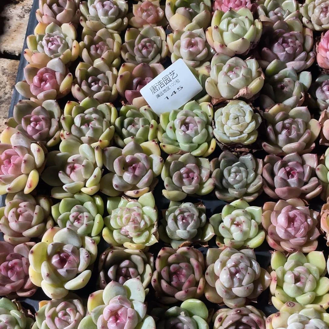 念***✪珍妮混一物一拍145