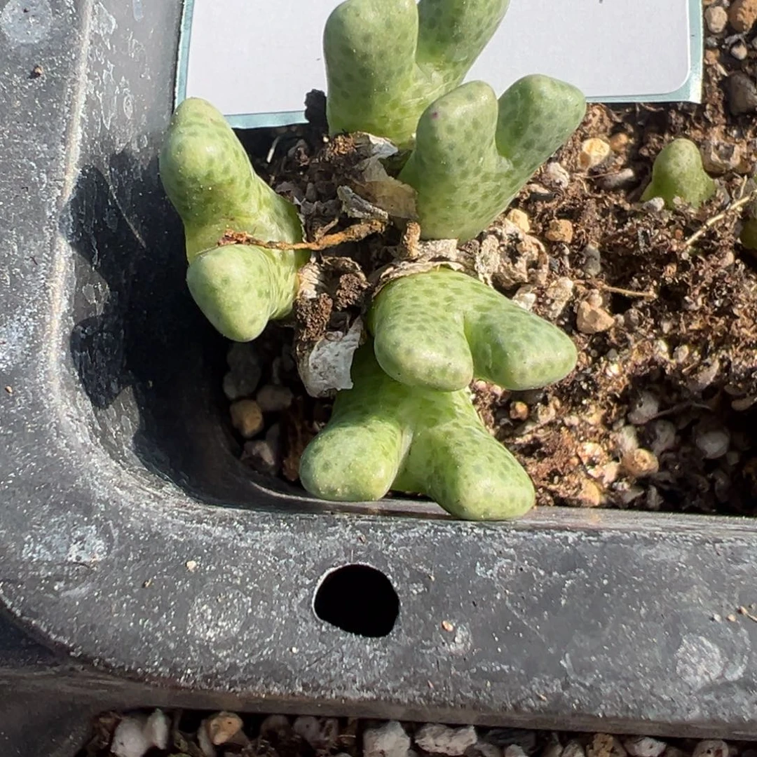 25-76肉锥多肉植物