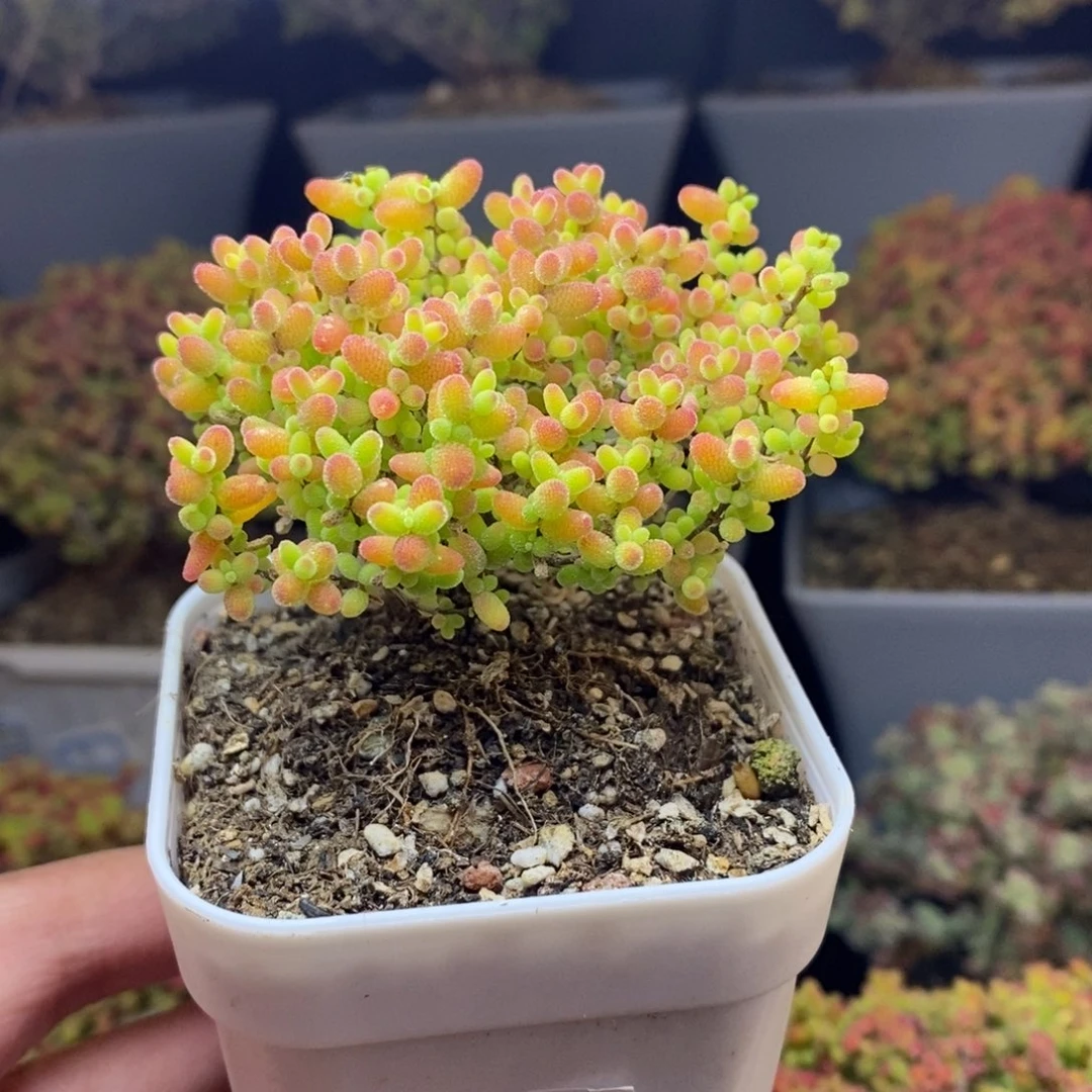 无花朵32号蜜橘糖球（下播浮力～）