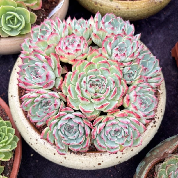 多肉一物一拍水蜜桃吉娃娃无砍手捧老桩叶展28cm