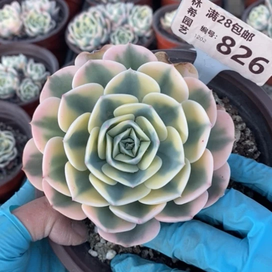 826一一一一一一一一一一一