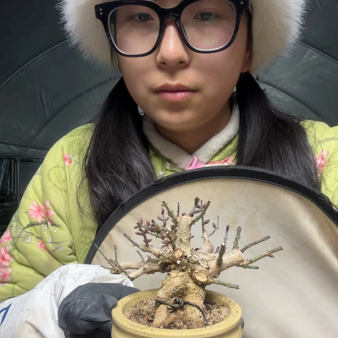 迎春花S**章迎春花盆景盆栽