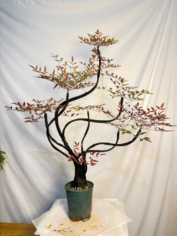 网红造型火焰南天竹（一物一拍）