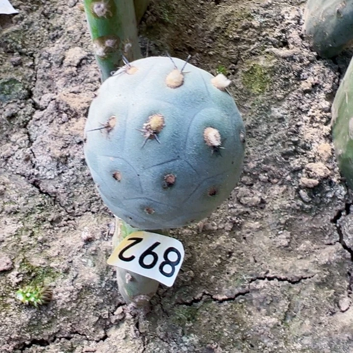 892白皮洞洞习仙人球