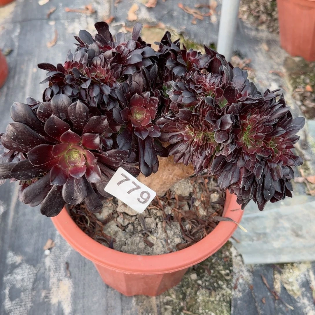 江**约779多肉植物欧缀