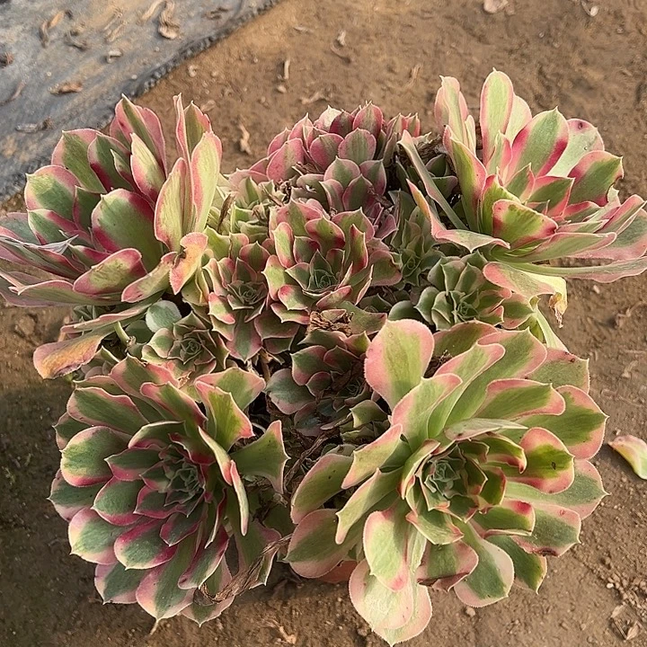 多肉植物叶罗刹856