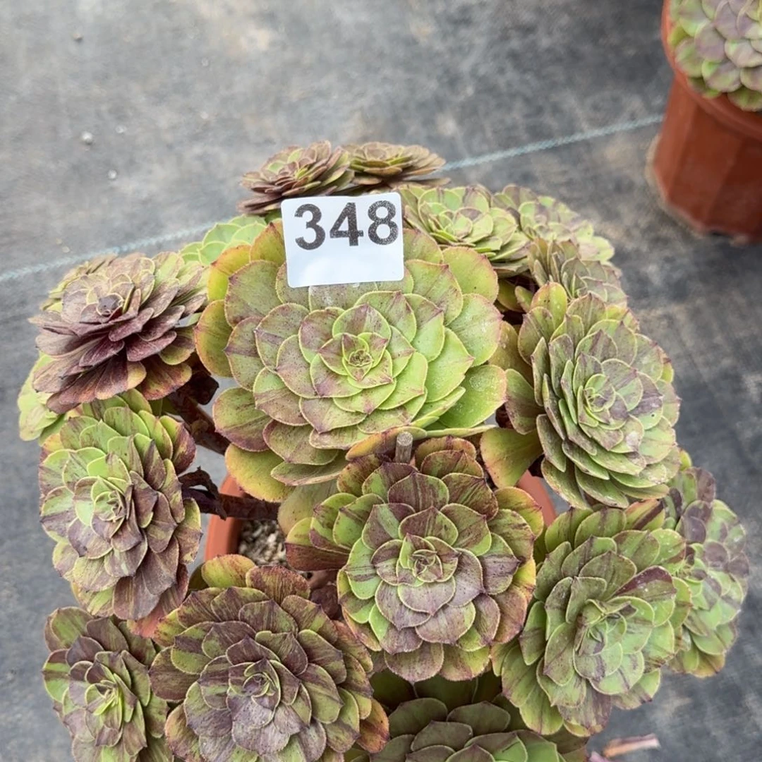 中***嘉348花月夜法师锦福利价