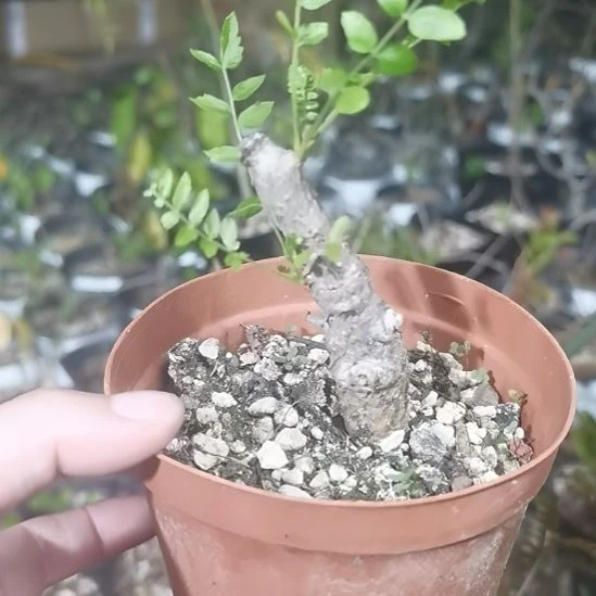 尼勒达带盆土发货植物