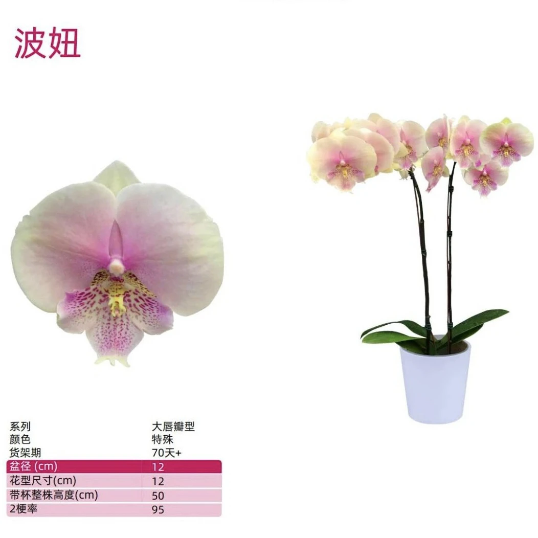 【福纳瑞 波妞】全网首发 3.0寸蝴蝶兰花苗（即将出花剑）